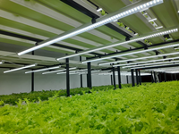 Système de culture hydroponique vertical avec éclairage de croissance pour laitues, herbes et légumes-feuilles, utilisant des canaux NFT
