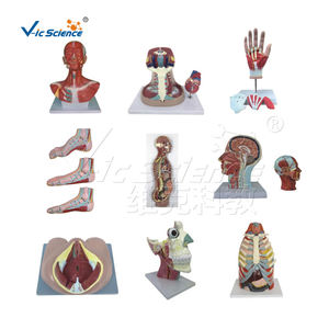 Modèle de tronc humain bisexuel 45CM Science médicale modèle éducatif anatomique de torse humain - Product Image 5