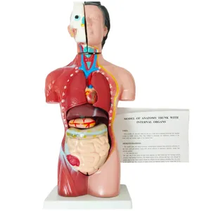 Formazione didattica medica manichino anatomico 42cm Silicone PVC manichino umano pelle femminile 15 parti di anatomia Torso modello