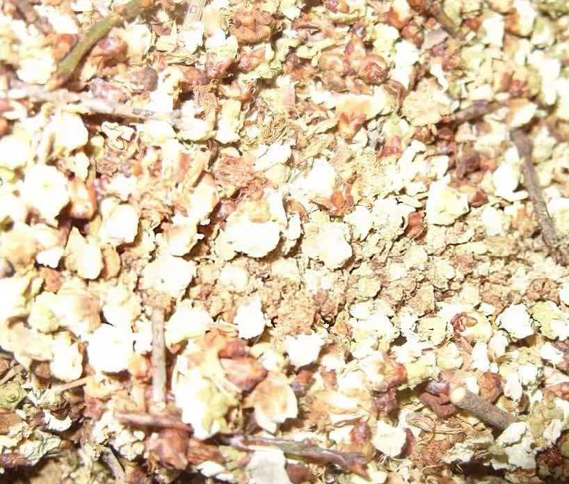 High Quality Chinese Herbal Medicine White Plum Blossom