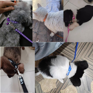 Ensemble collier et laisse pour chien, boucle à dégagement rapide pour l'extérieur, collier pour chiot réglable à imprimé, laisse pour animal de compagnie en nylon souple - Product Image 6