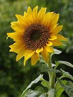 Approvisionnement direct d'usine Protéine de tournesol de qualité alimentaire naturelle 90% de protéines Poudre de protéine de graines de tournesol