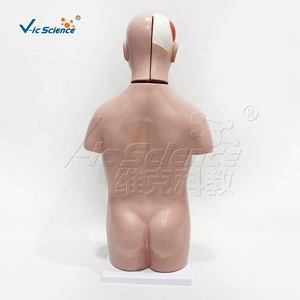 Modèle anatomique de torse asexuel en PVC de 50 cm avec 12 pièces pour l'enseignement des sciences médicales - Product Image 2