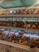 Cage à poules pondeuses en batterie pour ferme avicole, capacité 10000 oiseaux, vente directe usine