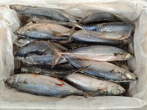 Atún 300-500g Fresco Congelado con Tecnología Juice-Lock de Alto Rendimiento para Plantas de Procesamiento de Alimentos - Product Image 2