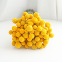 Bunga Craspedia Billy Balls Kering Alami, Tangkai Bunga Billy Button Kuning untuk Dekorasi Vas Buket Pernikahan, Grosir Pabrik OEM