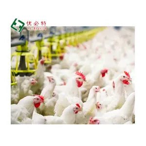 Factory sale poultry equipment of chicken farming industry for more than ten years