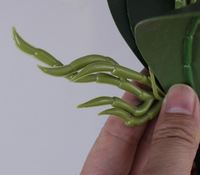 IB7004 Nouvelle Arrivée Orchidée Artificielle Cymbidium Orchidée Latex Orchidée Fleurs Real Touch 2 Branche Avec Feuilles