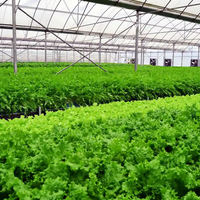 Système hydroponique PVC NFT Channel Farm Serres agricoles pour la culture de légumes à feuilles