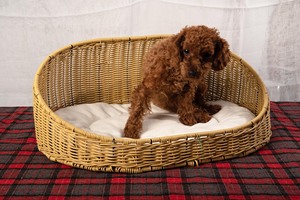 <span class=keywords><strong>Panier</strong></span> de rangement pliable en plastique PP tressé, moderne, écologique, durable, imperméable, toutes saisons, <span class=keywords><strong>beige</strong></span> et marron, pour chiens - Vente en gros - Product Image 6