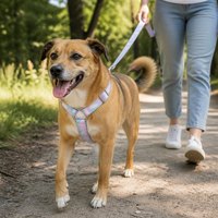 Verstellbares Hundegeschirr Einfarbiges Nylon-Haustiergeschirr für Kleine Mittlere Große Hunde Gehen Training Komfortabel