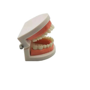 Modelo de diente dental para enseñanza de ciencia médica, modelo de dientes para niños, práctica de cepillado dental y oral - Product Image 3