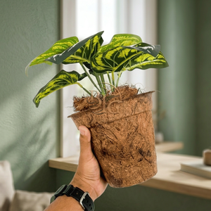 Pot en fibre de coco de qualité supérieure au design bohème, 100 % naturel et biodégradable, pour décoration moderne de la maison, occasions spéciales (sympathie, retraite, baptême) - Product Image 1