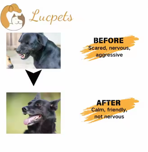 Semprotan feromon anjing untuk peningkatan perilaku, toleransi kebisingan keras produk latihan & perilaku hewan peliharaan - Product Image 5