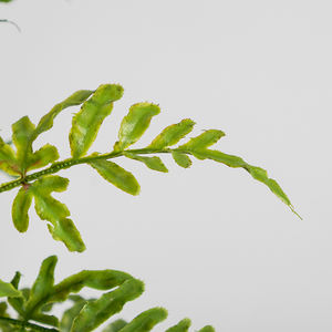 Best-Selling Small Artificial Fern - Cheap Potted Desktop Decoration - Product Image 5