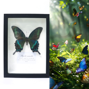 Cadre Boîte à Ombres Avec Vrai Papillon Morpho - Immortal Wings - Noir