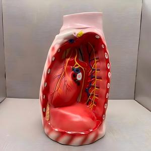 Modelo Anatómico <span class=keywords><strong>del</strong></span> Mediastino para Adultos - Herramienta Educativa para la Enseñanza de Ciencias Médicas - Product Image 5