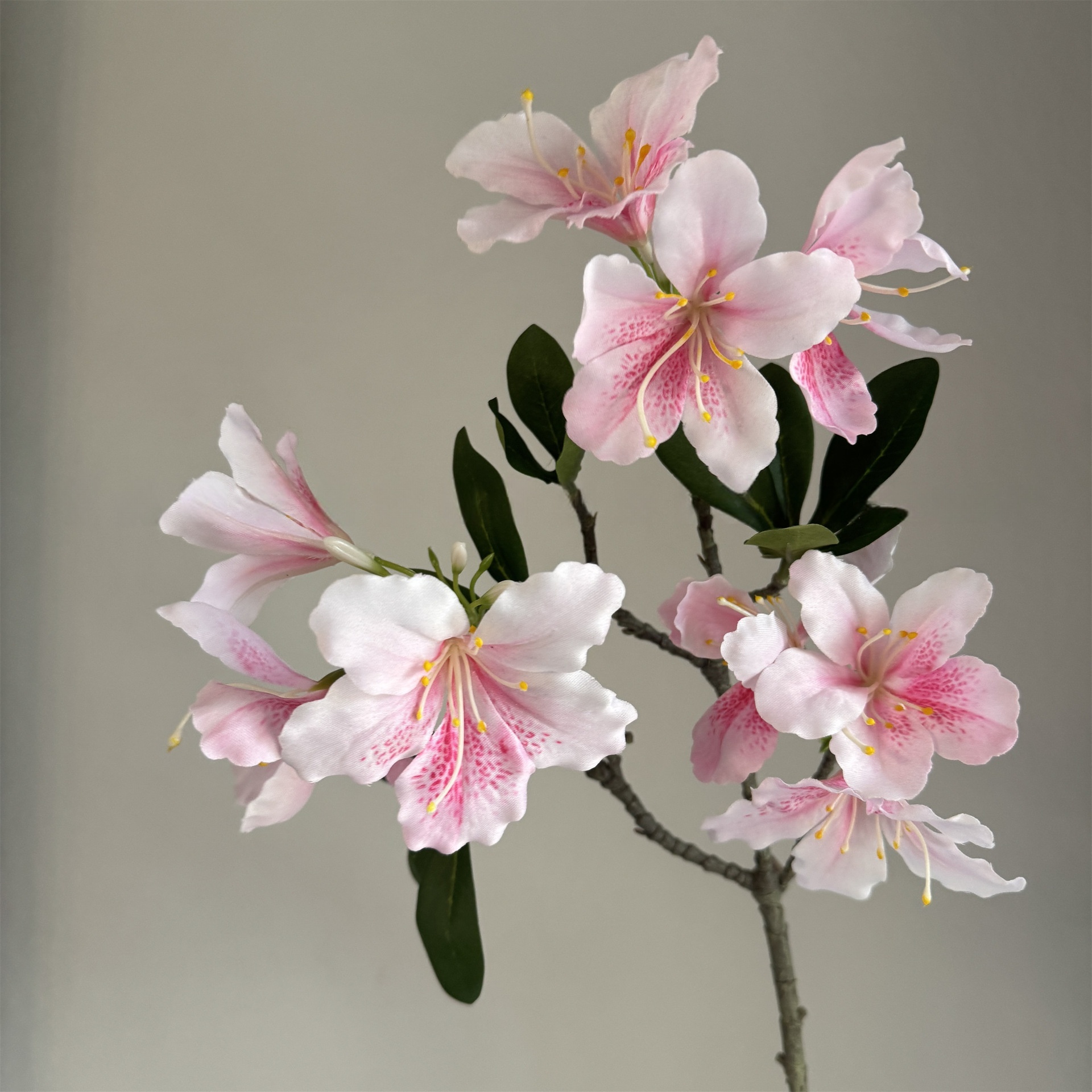 สีชมพูอ่อน