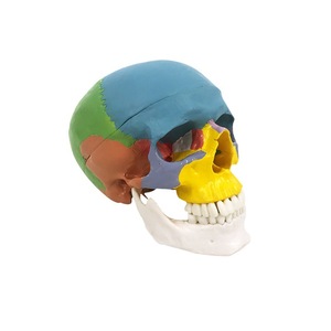 Modèle de crâne humain pour simulation médicale 1:1 pour adultes, spécimen anatomique de crâne, couleur. - Product Image 1