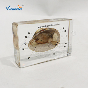 Spécimen anatomique transparent recouvert de résine d'un moule marin, avec des structures internes viscérales clairement définies ; laboratoire - Product Image 1