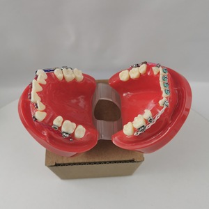 Modèle orthodontique Heidefee M3005, modèle de dents anatomiques en silicone médical rouge pour usage domestique - Product Image 3