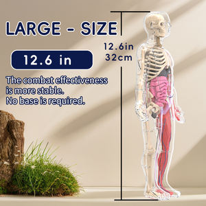 ของเล่นเสริมการเรียนรู้วิทยาศาสตร์ชีวภาพแบบเรืองแสงในที่มืด รูปแบบกายวิภาคศาสตร์มนุษย์ 3 มิติ สำหรับเด็ก - Product Image 5