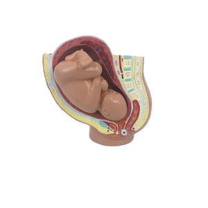 Model panggul wanita dengan 9-bulan janin PVC manekin latihan untuk sains medis perkembangan kehamilan Model embrio janin rahim - Product Image 5