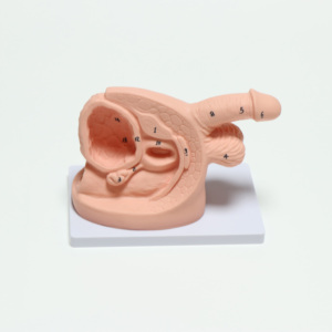 Modello del Sistema Riproduttivo Maschile, Modello Didattico per Cateterismo Uretrale di Base - Product Image 1