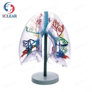 Professionnels de formation médicale, demi-corps, Torso Transparent avec corps interne et bols - Product Image 4