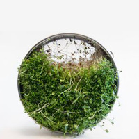 Kit de germination de graines en acier inoxydable-Plateau de germination de graines empilable Plateau de germination de graines à 3 niveaux