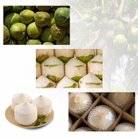 Grattoir automatique électrique portable pour le commerce de la jeune noix de coco verte