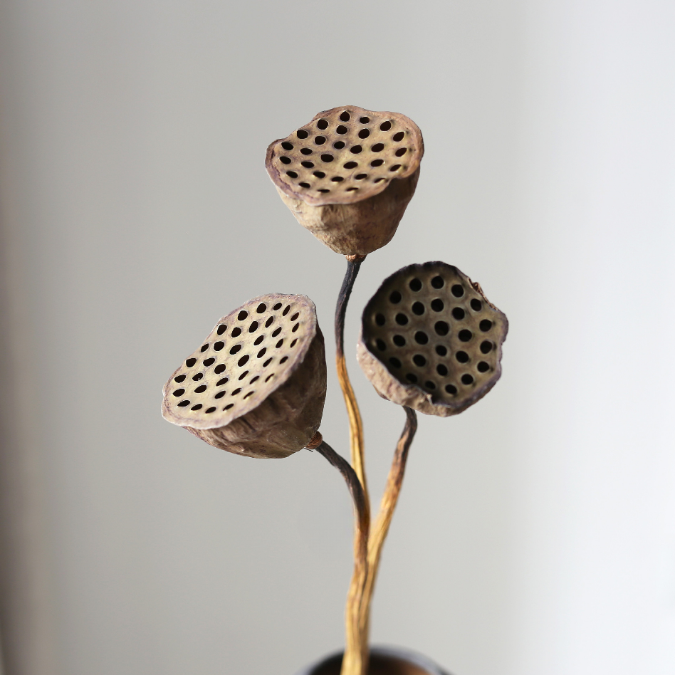 Natural-stemmed Lotus Pod