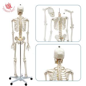 Menselijk Skelet Frt001adult Maat 180Cm Echte Bottextuur Omvat Met Zenuwwortel - Product Image 4