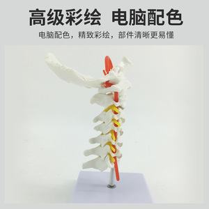 Modèle de colonne cervicale humaine avec artère carotide, nerfs, os occipital, disque intervertébral, modèle de colonne cervicale, colonne vertébrale - Product Image 3
