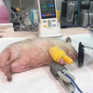 หน้ากากดมยาสลบสัตว์เลี้ยงแบบใช้ซ้ำได้ 6 ขนาด - Product Image 6