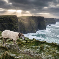 Pull pour chien en coton tricoté sur mesure, motif Aran irlandais, col roulé, quatre pattes, avec boutons en bois, artisanat traditionnel, vêtements pour animaux de compagnie, vente en gros