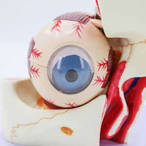 医療科学生物学的教育リソース3X拡大10部眼球拡大解剖学眼と軌道解剖モデル - Product Image 6