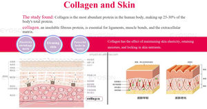 Personalizado Beleza Colágeno Bebida Produto Tripeptídeo Fibra Salmão Colágeno Tripeptídeo Líquido Colágeno Tiro - Product Image 3