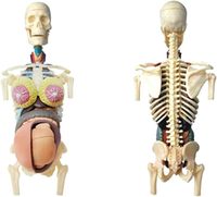 Torso Anatómico Transparente de Embarazo con Esqueleto, Pintado a Mano con Perspectiva Inteligente y 41 Órganos Desmontables, CE/ISO