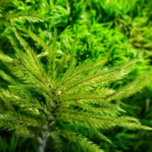 Every Love la forêt tropicale zéro (M) Sculpture botanique un Terrarium en mousse préservée vente en gros - Product Image 5