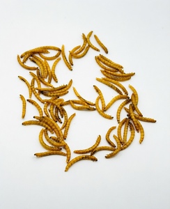 ผลิตภัณฑ์หนอนนกอบแห้งที่มีคุณค่าทางโภชนาการสำหรับปลาในตู้ปลา <span class=keywords><strong>ปลา</strong></span>คาร์ฟ อาหารเม็ดทดแทน - Product Image 5