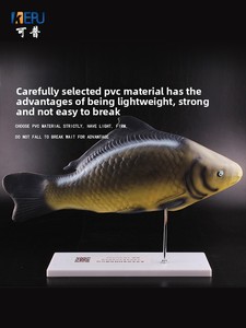 Modelo <span class=keywords><strong>de</strong></span> Anatomía <span class=keywords><strong>de</strong></span> Pez con Órganos Internos Desmontables para Enseñanza <span class=keywords><strong>de</strong></span> Biología en Secundaria/Preparatoria y <span class=keywords><strong>Educación</strong></span> <span class=keywords><strong>Superior</strong></span>, Ciencia Profesional - Product Image 4