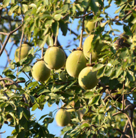 Poudre d'extrait de fruit de baobab en poudre naturelle de fruit de baobab Meilleur prix de poudre de baobab/extrait de baobab/poudre de baobab 10:1