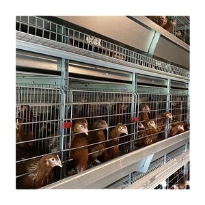 Nouvelle Cage <span class=keywords><strong>à</strong></span> Poules de Type H pour Pondeuses, Capacité 5000 Poulets, en Acier Galvanisé, Utilisation Agricole Automatique - Vente Chaude - Product Image 2