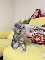 Jouet interactif pour chatons en plumes avec clochette, personnalisable avec logo OEM, marque privée, pour fournisseurs en gros, commande en gros, MOQ