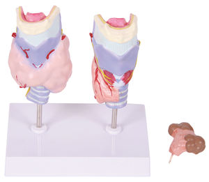 İnsan tiroid bezi modeli tiroid patoloji modelleri - Product Image 2