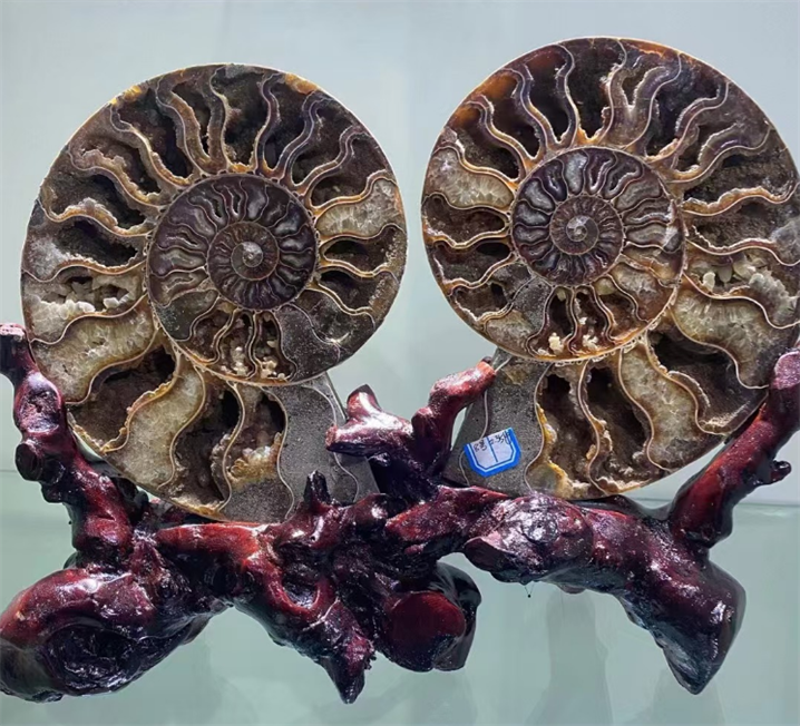 ペア天然巻き貝化石スライスレインボーアンモナイト化石石