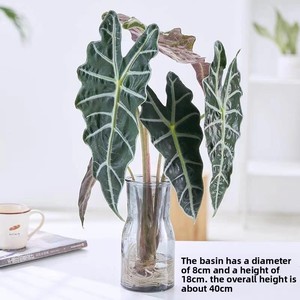 Alocasia Calathea à feuilles sablées, plante hydroponique bonsai, grande 'Fairy' Alocasia de 40-50 cm, verdure rouge-rougeâtre intense - Product Image 4