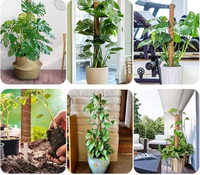 Nouvelles pailles de coco détachables de style américain, robustes, personnalisables et écologiques, pour le soutien des plantes à la maison - Vente en gros printemps