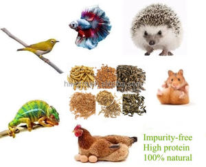 Larve di <span class=keywords><strong>Tenebrio</strong></span> Molitor Premium di Alta Qualità all'Ingrosso, Larve Disidratate - Product Image 5